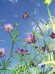 Image result for Cosmos bipinnatus