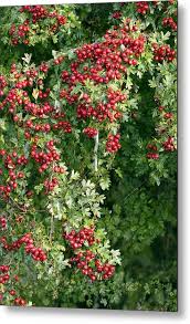 Attēlu rezultāti vaicājumam “Crataegus monogyna”