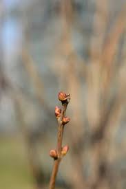 Attēlu rezultāti vaicājumam “Crataegus laevigata bud”