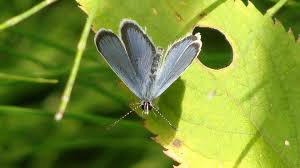 Attēlu rezultāti vaicājumam “Everes argiades male”