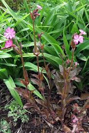 Attēlu rezultāti vaicājumam “Silene dioica”