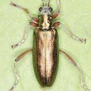 Attēlu rezultāti vaicājumam “Donacia clavipes”