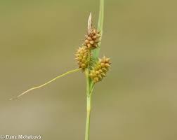 Attēlu rezultāti vaicājumam “Carex lepidocarpa leaf”