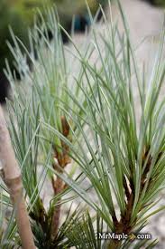 Attēlu rezultāti vaicājumam “Pinus peuce”