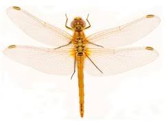 Attēlu rezultāti vaicājumam “Sympetrum”