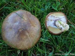 Attēlu rezultāti vaicājumam “Suillus luteus”