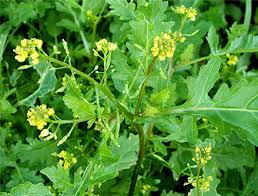 Attēlu rezultāti vaicājumam “Rorippa palustris flower”