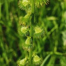 Attēlu rezultāti vaicājumam “Agrimonia eupatoria fruit”