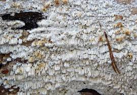 Attēlu rezultāti vaicājumam “Antrodia albida”