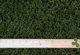 Attēlu rezultāti vaicājumam “Poa pratensis”