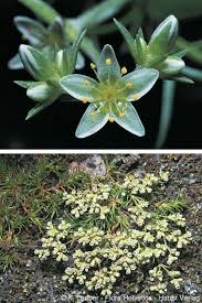Attēlu rezultāti vaicājumam “Scleranthus perennis flower”