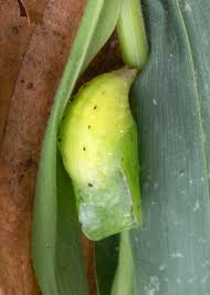 Attēlu rezultāti vaicājumam “Cribraria intricata stalked”