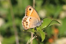 Attēlu rezultāti vaicājumam “Coenonympha hero underside”
