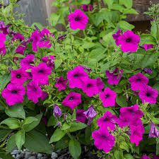 Image result for Petunia