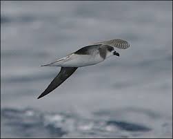 Image result for Pterodroma feae