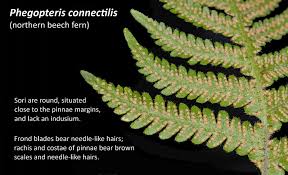 Attēlu rezultāti vaicājumam “Phegopteris connectilis”