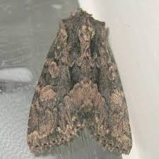 Attēlu rezultāti vaicājumam “Mniotype satura”