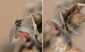 Attēlu rezultāti vaicājumam “Cecidomyiidae”