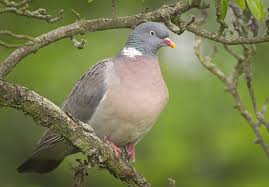 Image result for Columba palumbus