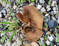 Attēlu rezultāti vaicājumam “Disciotis venosa”