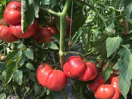 Afbeeldingsresultaat voor brandywine sudduth tomato
