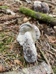 Attēlu rezultāti vaicājumam “Hypomyces chrysospermus”