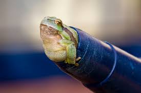 der dicke Frosch in der Kanne - Bild \u0026amp; Foto von Rolf Timmermann ...