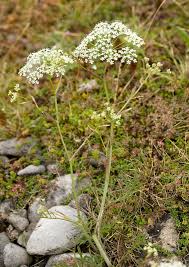 Image result for Pimpinella saxifraga