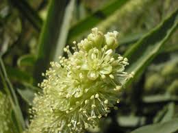 Attēlu rezultāti vaicājumam “Bilimbia tetramera”