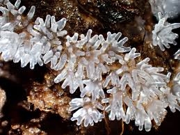 Attēlu rezultāti vaicājumam “Ceratiomyxa fruticulosa”