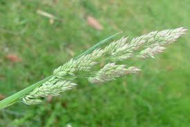 Attēlu rezultāti vaicājumam “Holcus lanatus  fruit”