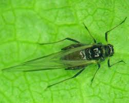 Attēlu rezultāti vaicājumam “Rhopalosiphum oxyacanthae”