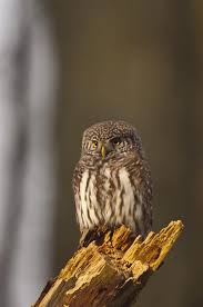Attēlu rezultāti vaicājumam “Glaucidium passerinum”