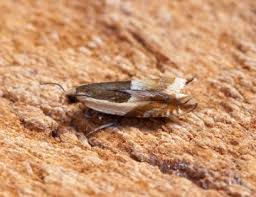 Attēlu rezultāti vaicājumam “Ancylis badiana”