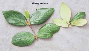 Attēlu rezultāti vaicājumam “Cnidium dubium leaf”