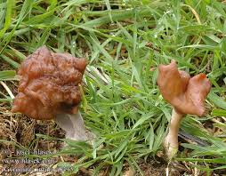 Attēlu rezultāti vaicājumam “Gyromitra infula”