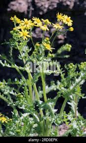 Attēlu rezultāti vaicājumam “Senecio vernalis bud”