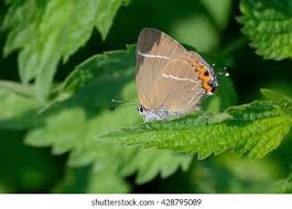 Attēlu rezultāti vaicājumam “Satyrium w-album underside”