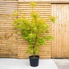 Image result for Acer palmatum `Orange Dream`