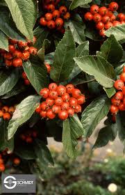 Attēlu rezultāti vaicājumam “Crataegus x macrocarpa fruit”