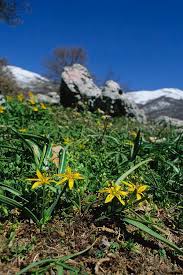 Attēlu rezultāti vaicājumam “Gagea lutea”