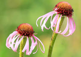 Attēlu rezultāti vaicājumam “Geranium bohemicum flower”