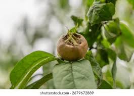 Attēlu rezultāti vaicājumam “Mespilus germanica leaf”