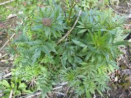 Attēlu rezultāti vaicājumam “Valeriana officinalis bud”