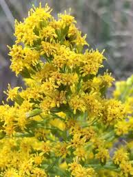 Attēlu rezultāti vaicājumam “Solidago canadensis flower”