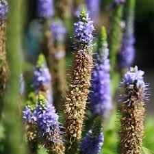 Attēlu rezultāti vaicājumam “Veronica spicata flower”