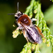 Attēlu rezultāti vaicājumam “Andrena haemorrhoa female”