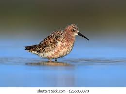 Attēlu rezultāti vaicājumam “Calidris ferruginea adult”