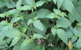 Attēlu rezultāti vaicājumam “Solanum nigrum leaf”