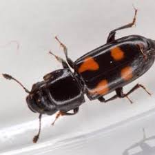 Attēlu rezultāti vaicājumam “Glischrochilus quadripunctatus imago”